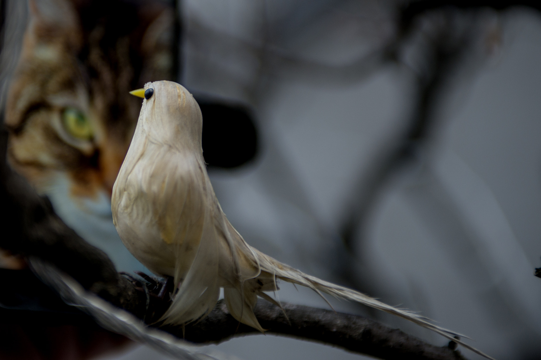 Nikon D610 + Nikon AF-S Nikkor 28-70mm F2.8 ED-IF sample photo. Dsc photography