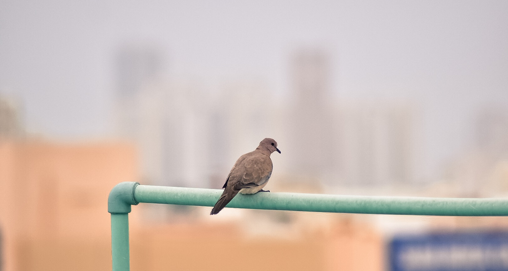 Nikon AF Nikkor 70-300mm F4-5.6G sample photo