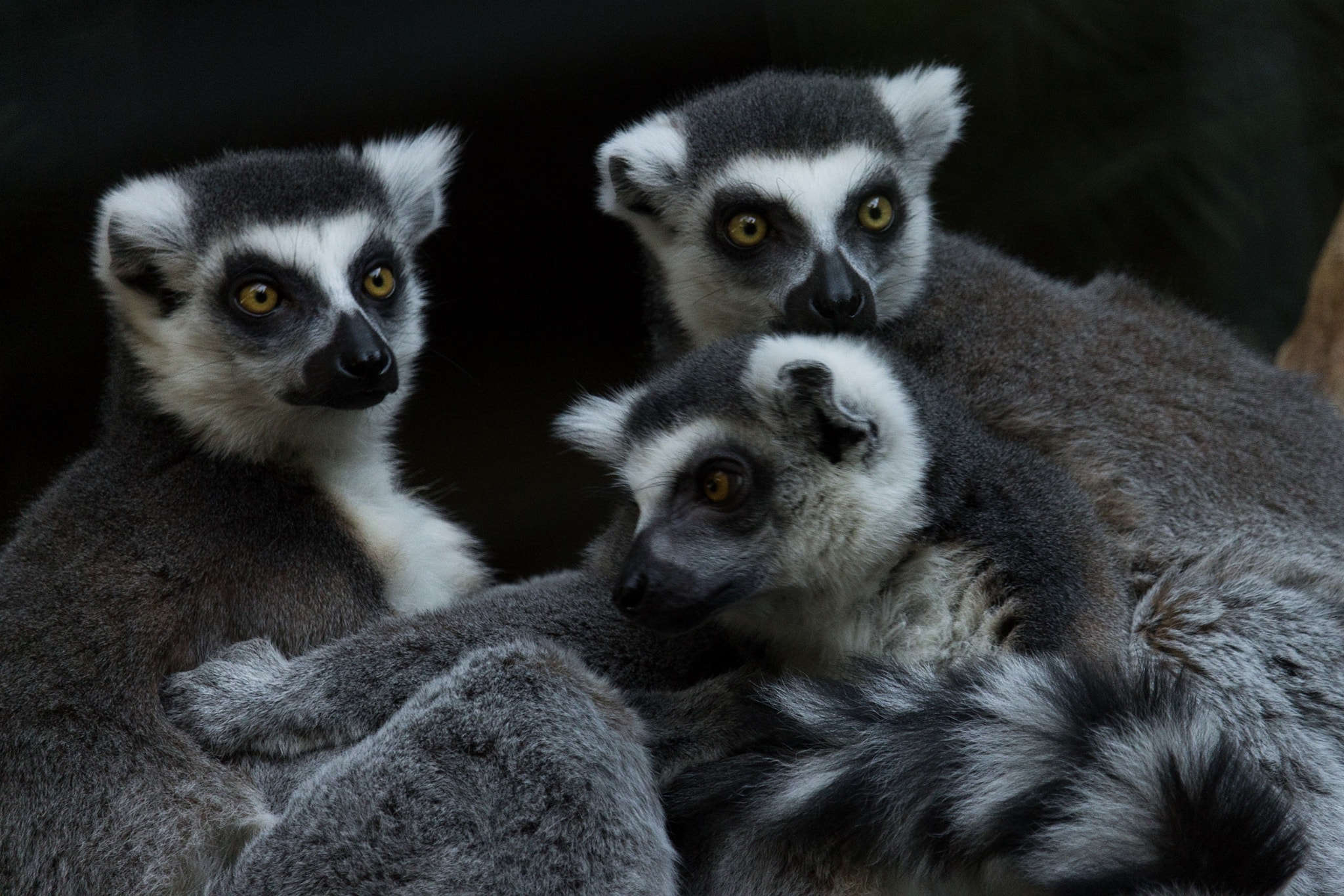 Canon EF-S 55-250mm F4-5.6 IS STM sample photo. Three's company photography