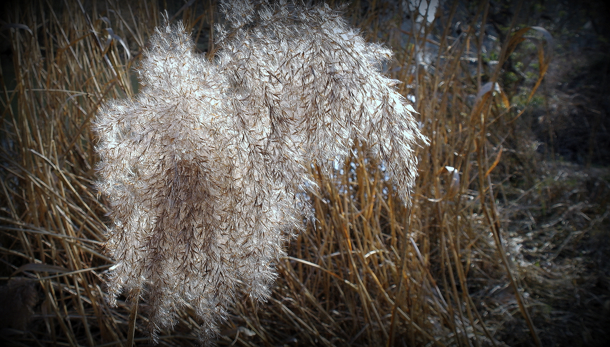 Samsung NX10 sample photo. Staubwedel aaaa photography