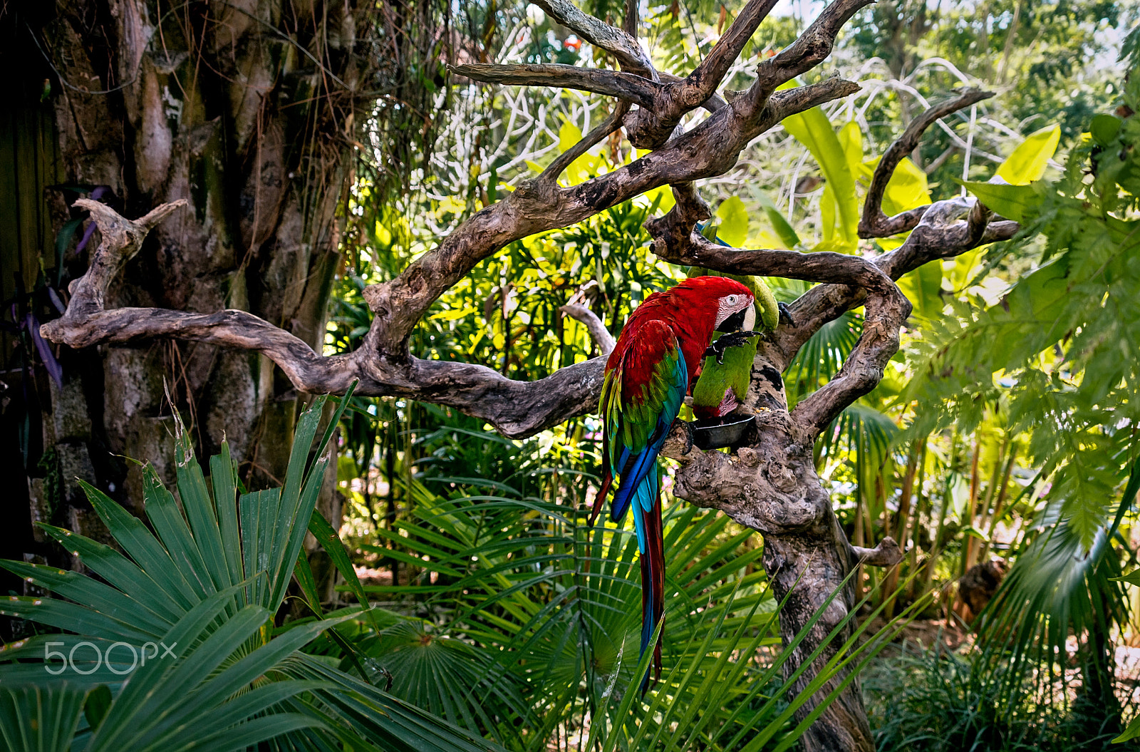 Nikon D4 sample photo. Large red and green macaws in the rainforest photography