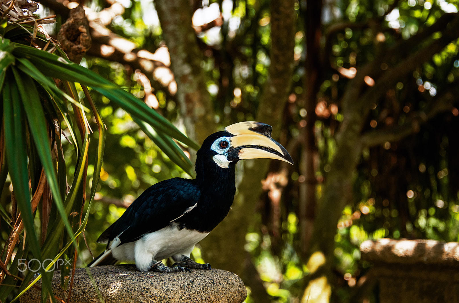 Nikon D4 sample photo. Colorful toucan sitting on a branch in the rainforest photography