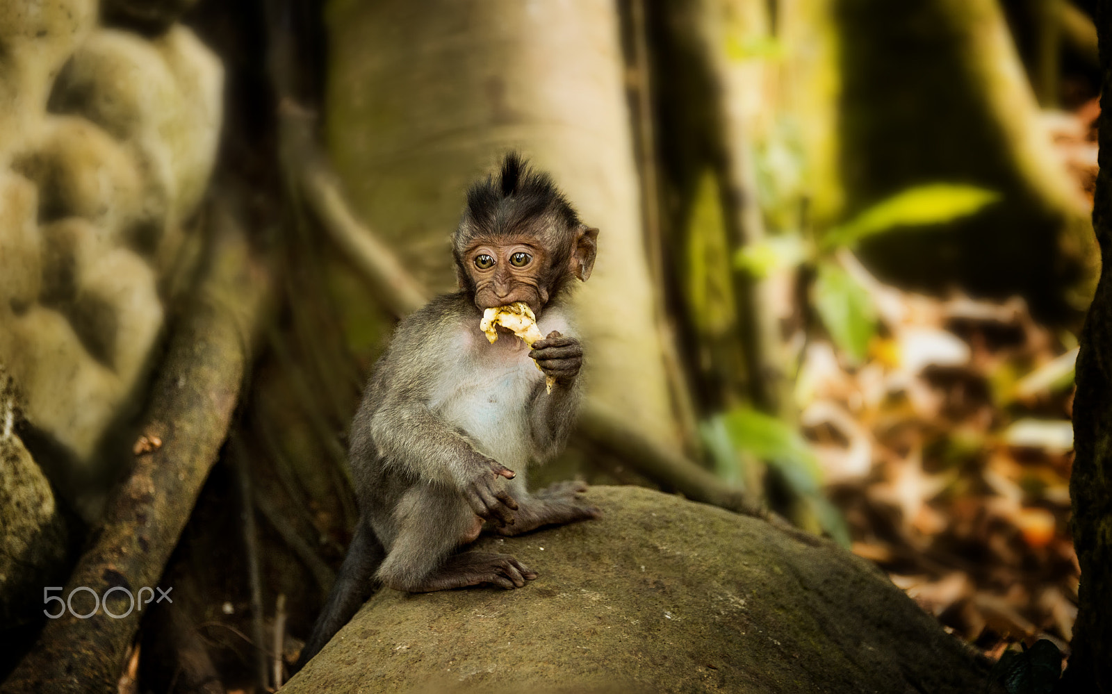 Nikon D4 sample photo. Catarrhini catarrhini the old world sits and holds his paw in his mouth photography