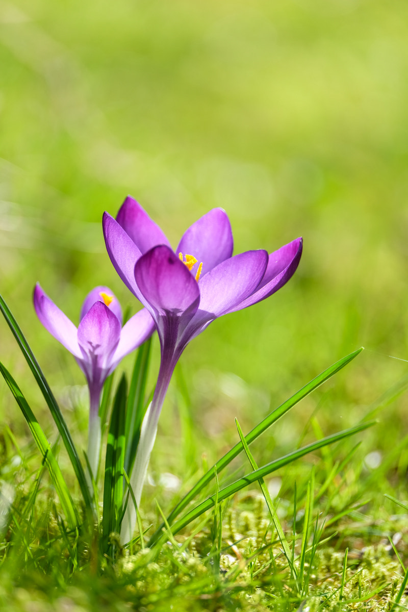 Fujifilm X-E2 + Fujifilm XF 55-200mm F3.5-4.8 R LM OIS sample photo. Small shining beauties photography