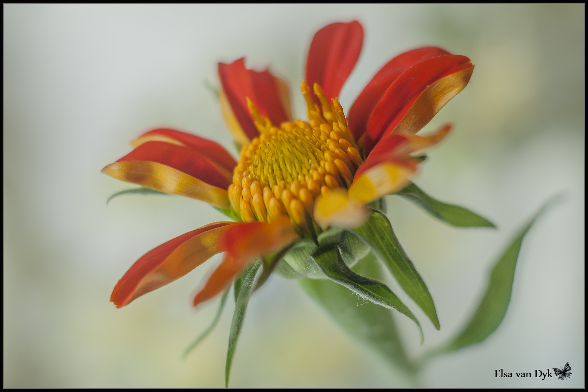 Nikon D300 + Nikon AF Nikkor 50mm F1.8D sample photo. Weed photography