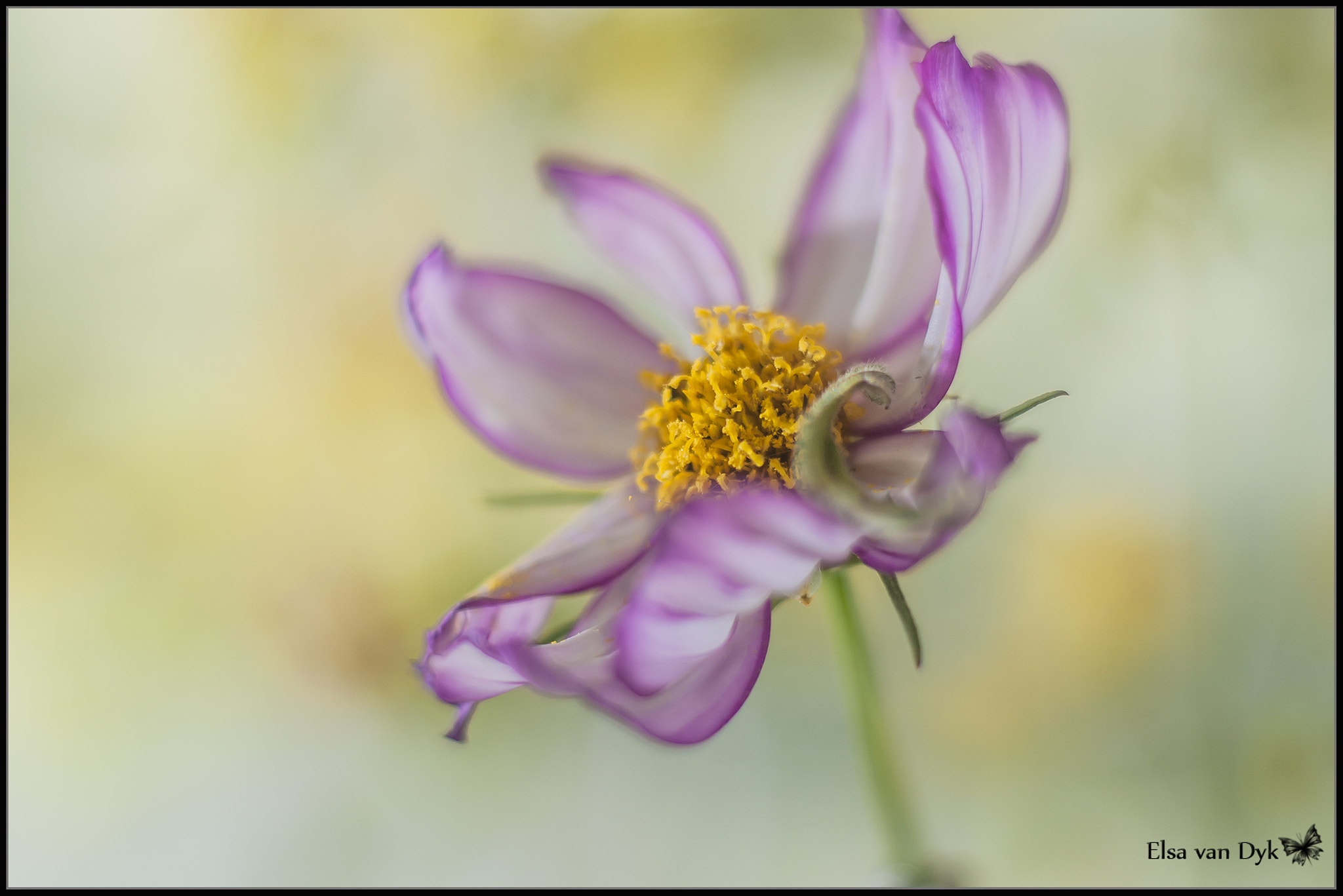 Nikon D300 + Nikon AF Nikkor 50mm F1.8D sample photo. Cosmos photography
