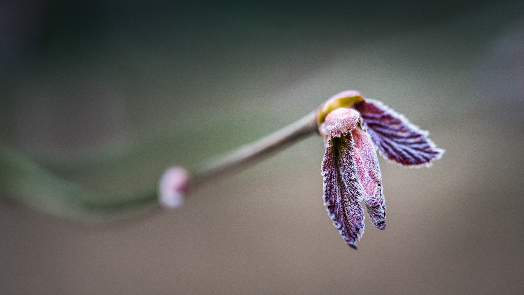 Sony a6000 + Sony FE 90mm F2.8 Macro G OSS sample photo. Natural recovery. photography