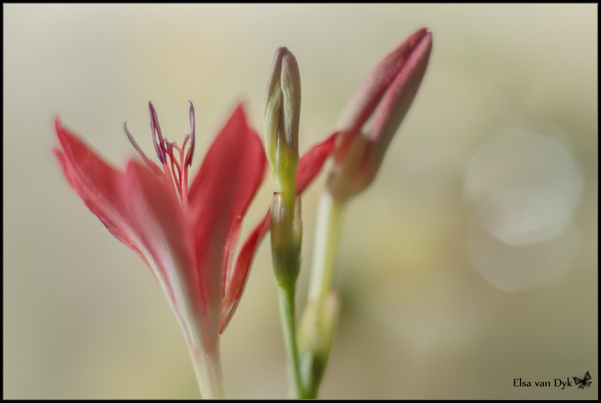 Nikon D300 + Nikon AF Nikkor 50mm F1.8D sample photo. Field flower photography