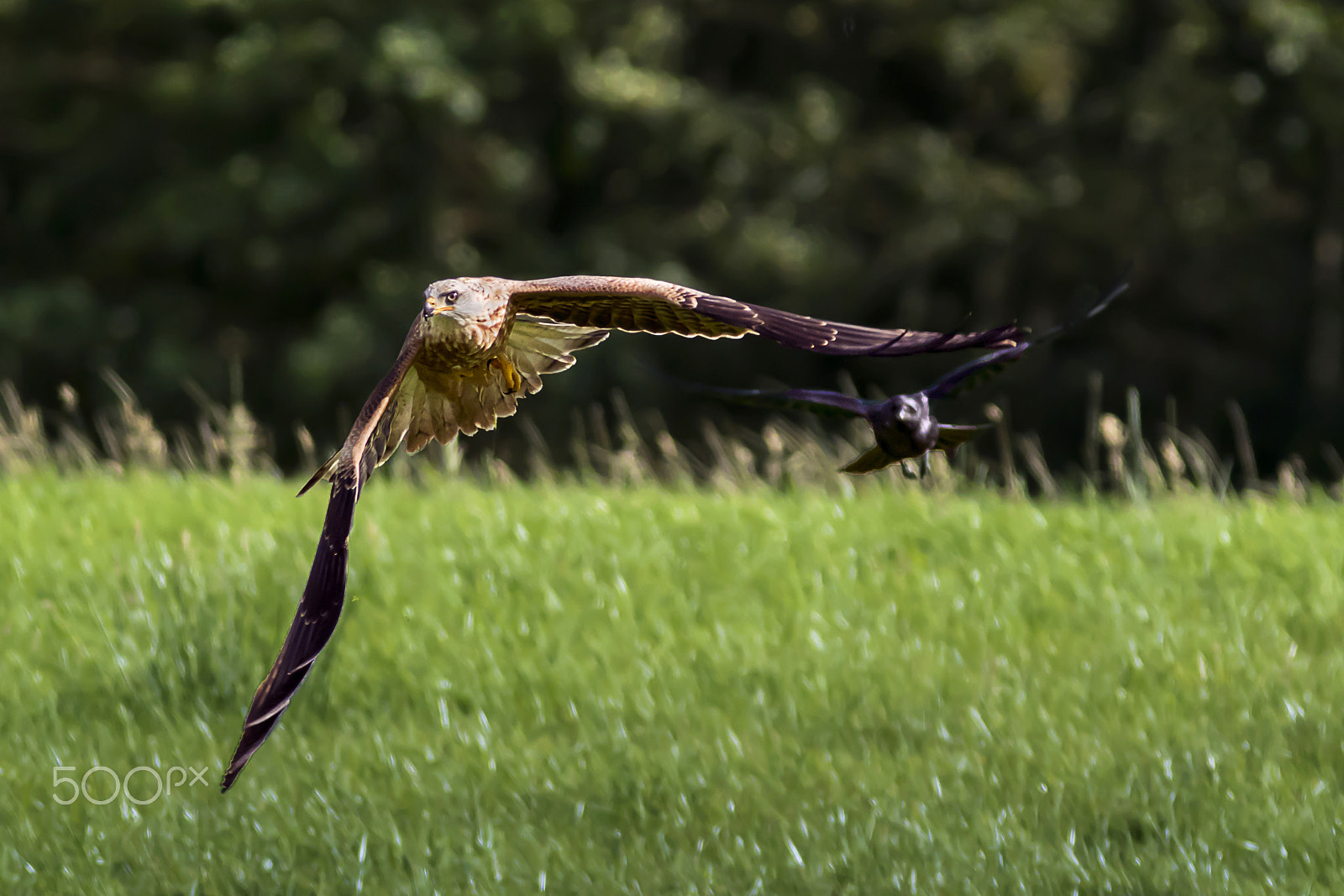 Canon EF 300mm F4L IS USM sample photo. The chase photography