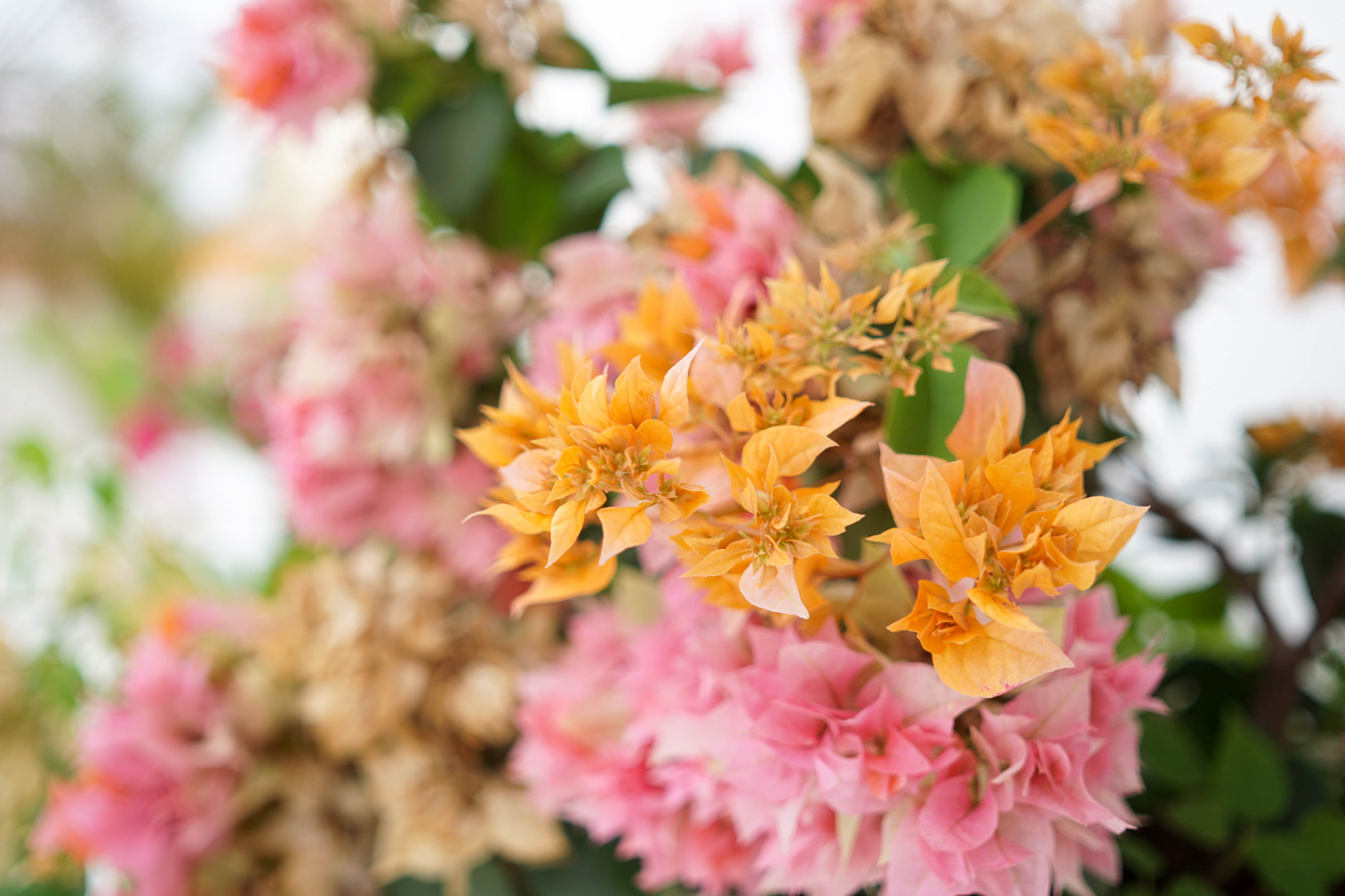 Sigma 30mm F2.8 EX DN sample photo. Buganvillas photography