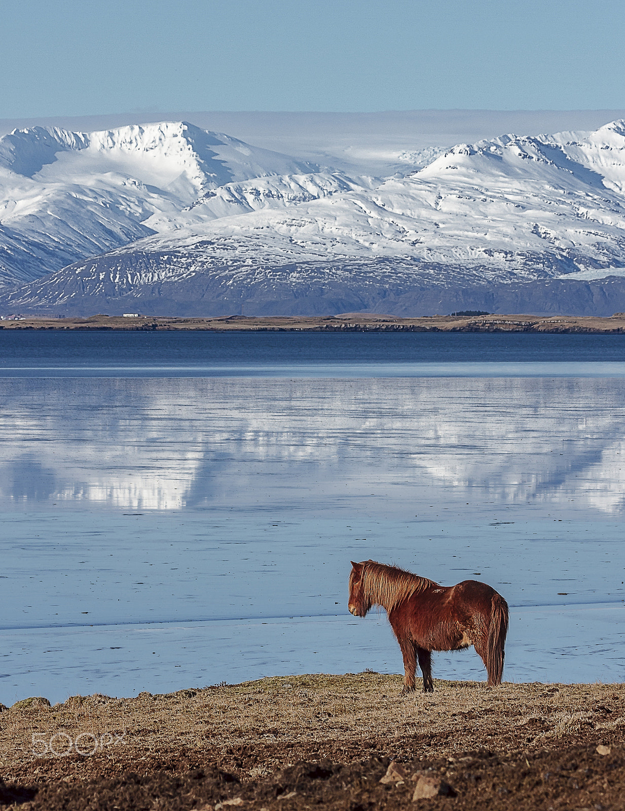 150-600mm F5-6.3 DG OS HSM | Contemporary 015 sample photo. Icelandic horse photography