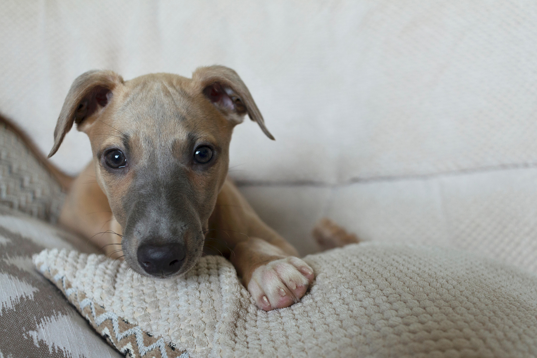 Canon EF-S 24mm F2.8 STM sample photo. Leia pt.2 photography