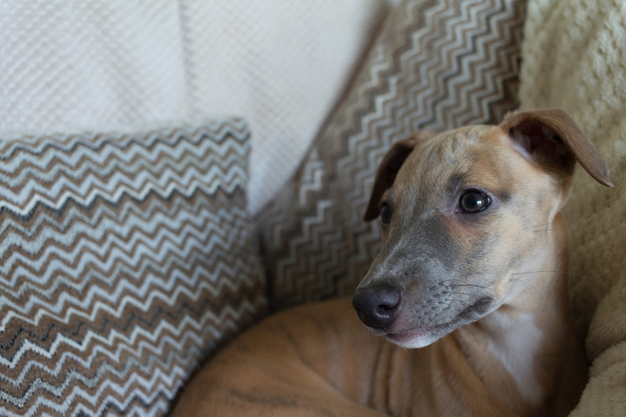 Canon EF-S 24mm F2.8 STM sample photo. Leia pt.3 photography