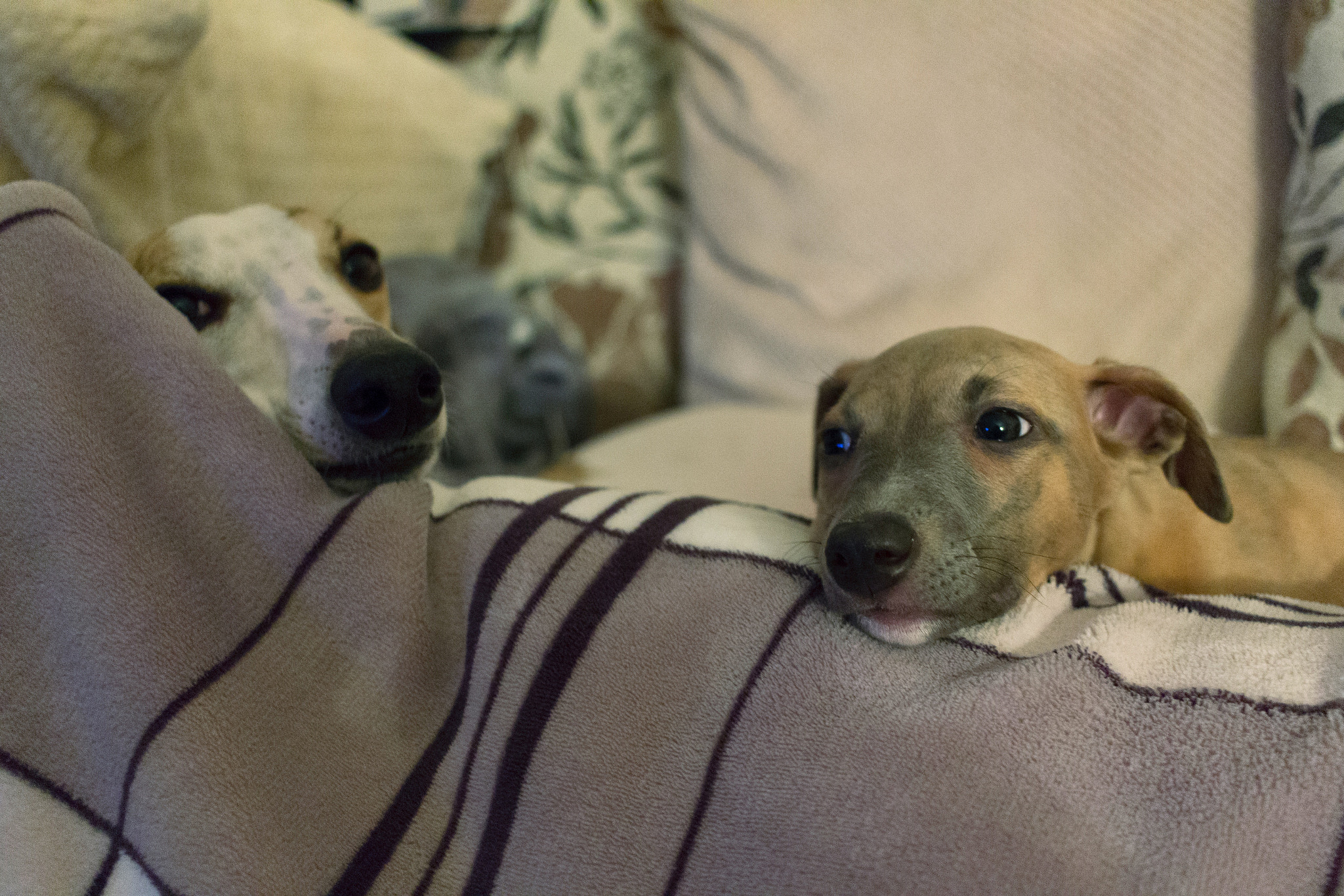 Canon EF-S 24mm F2.8 STM sample photo. Leia and luka photography
