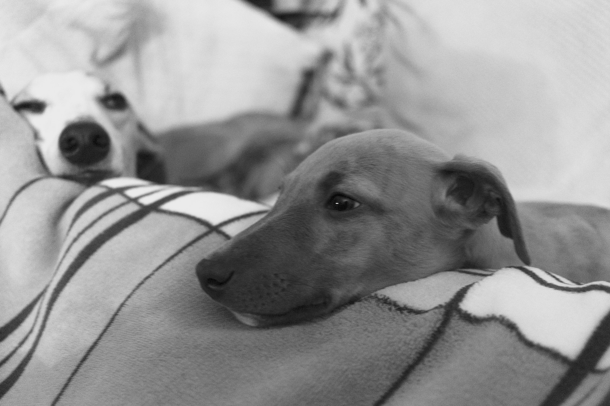 Canon EF-S 24mm F2.8 STM sample photo. Leia and luka pt.2 photography
