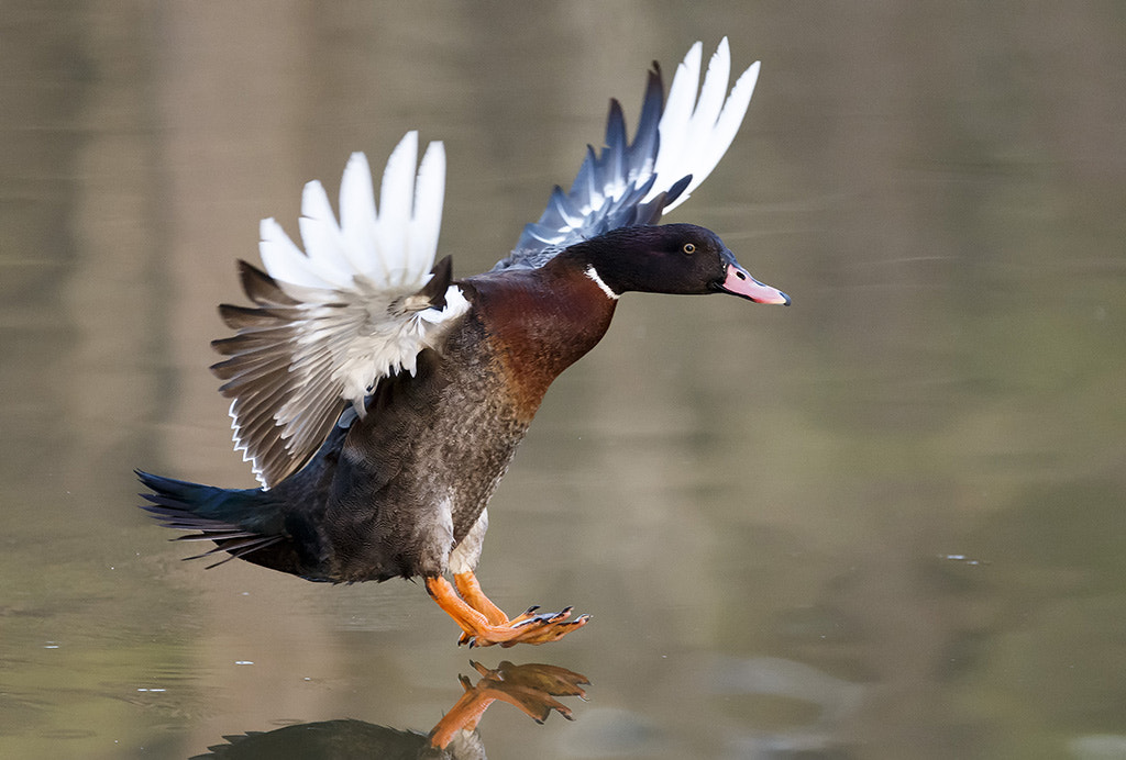 Canon EF 300mm F2.8L IS USM sample photo. Soft landing photography