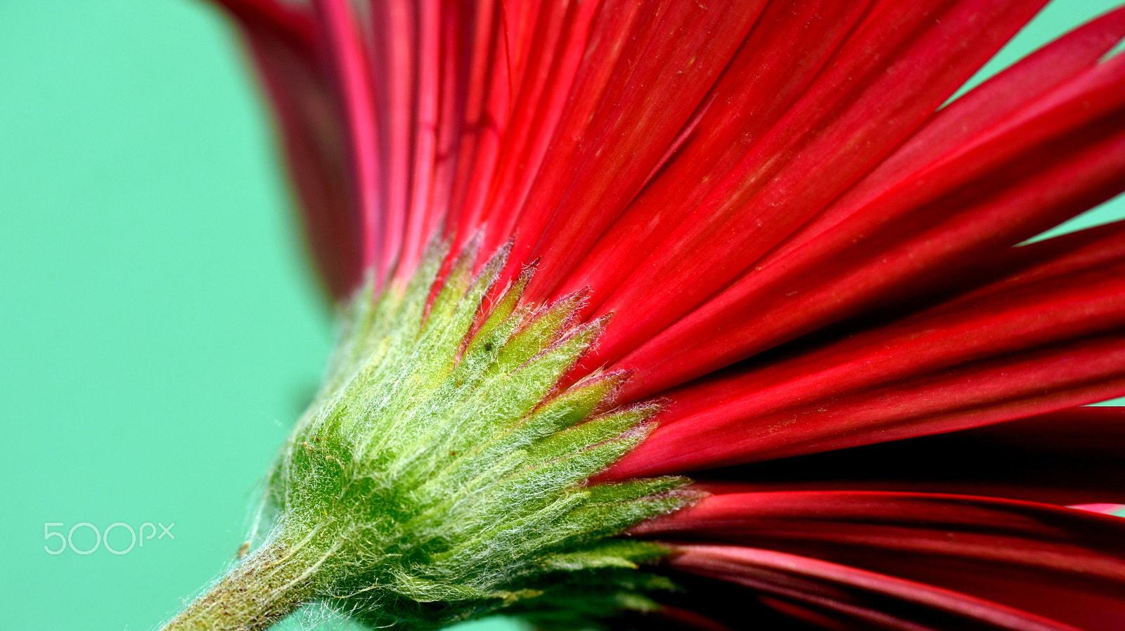 Nikon D7200 sample photo. Green and red photography