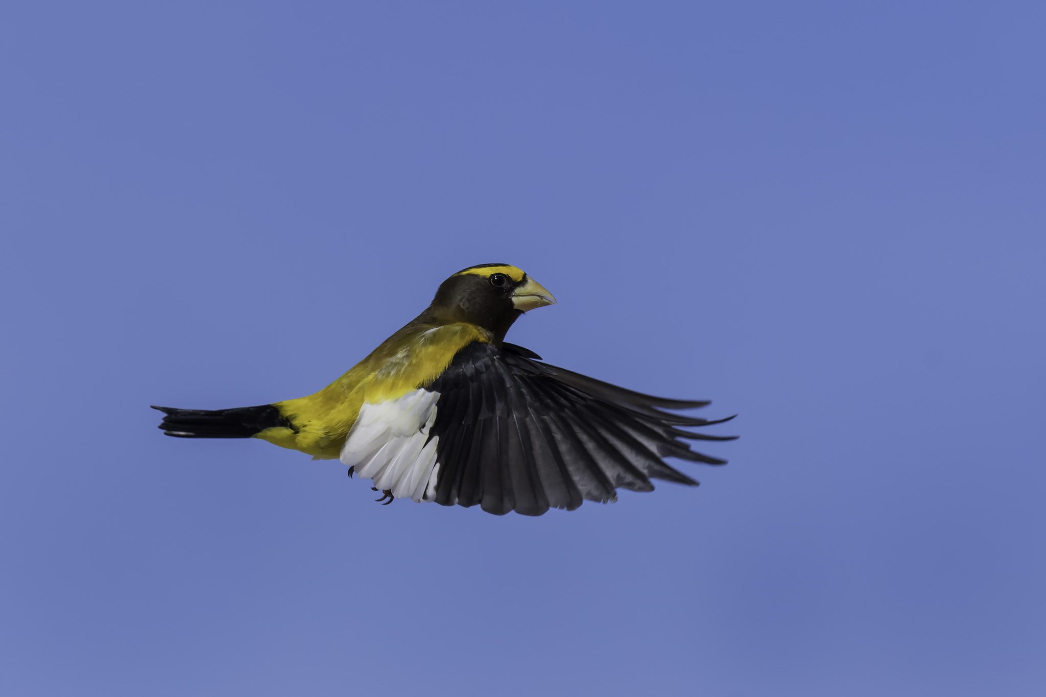 Nikon D500 sample photo. Flight of the grosbeak... photography