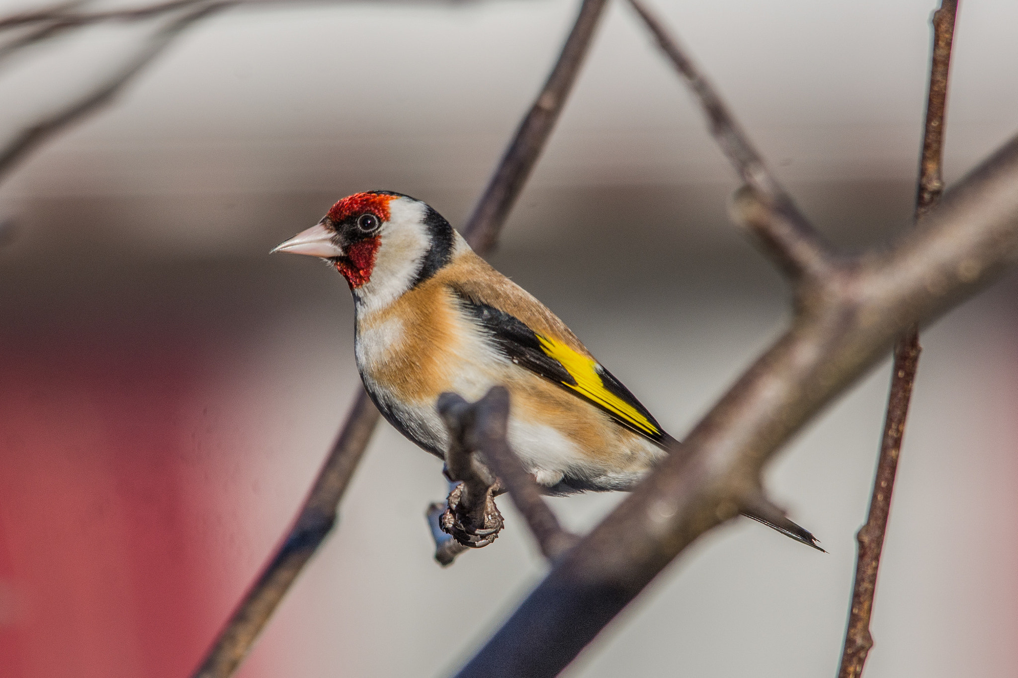 Sigma 150-500mm F5-6.3 DG OS HSM sample photo. European goldfinch photography