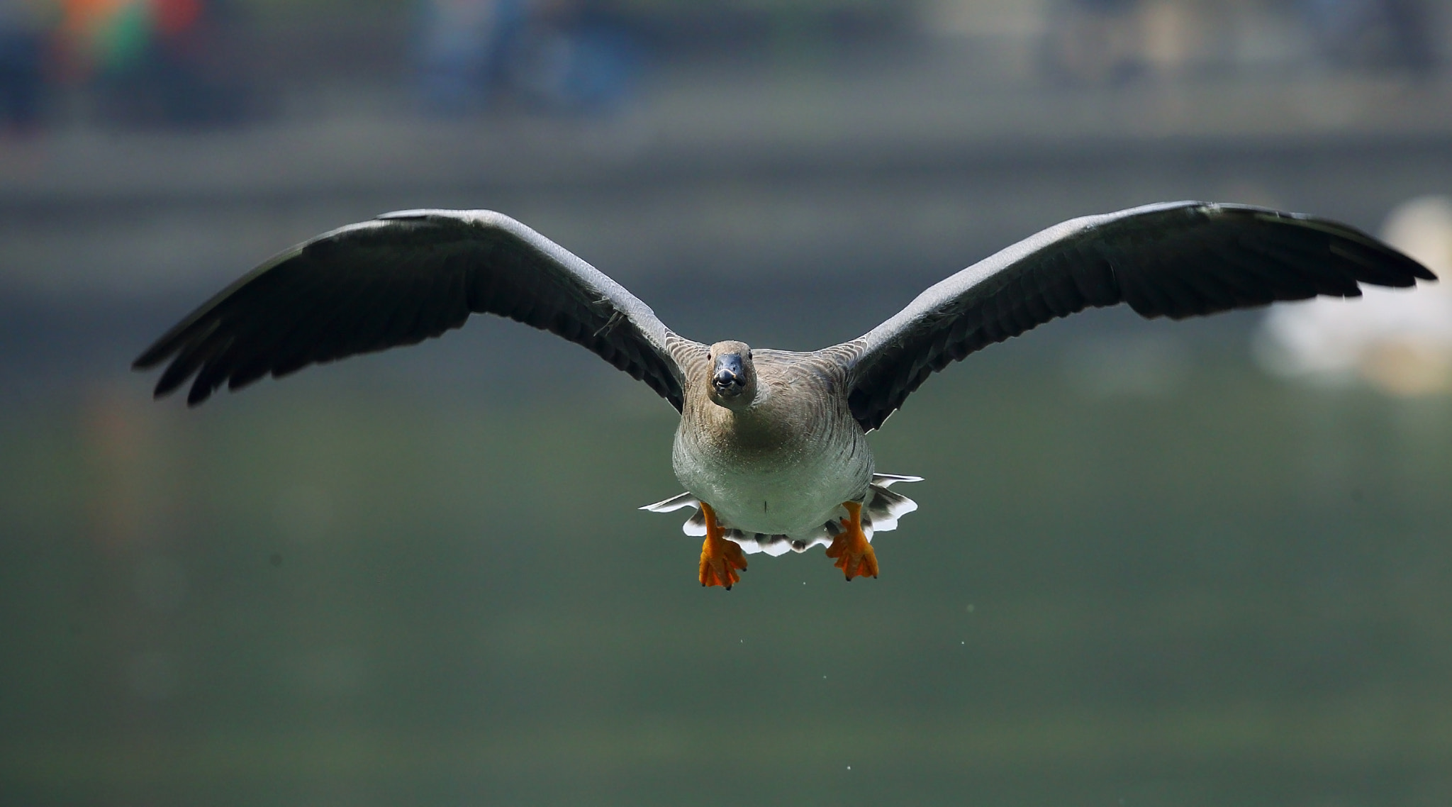 Canon EOS-1D X + Canon EF 300mm F2.8L IS II USM sample photo. Anser fabalis photography