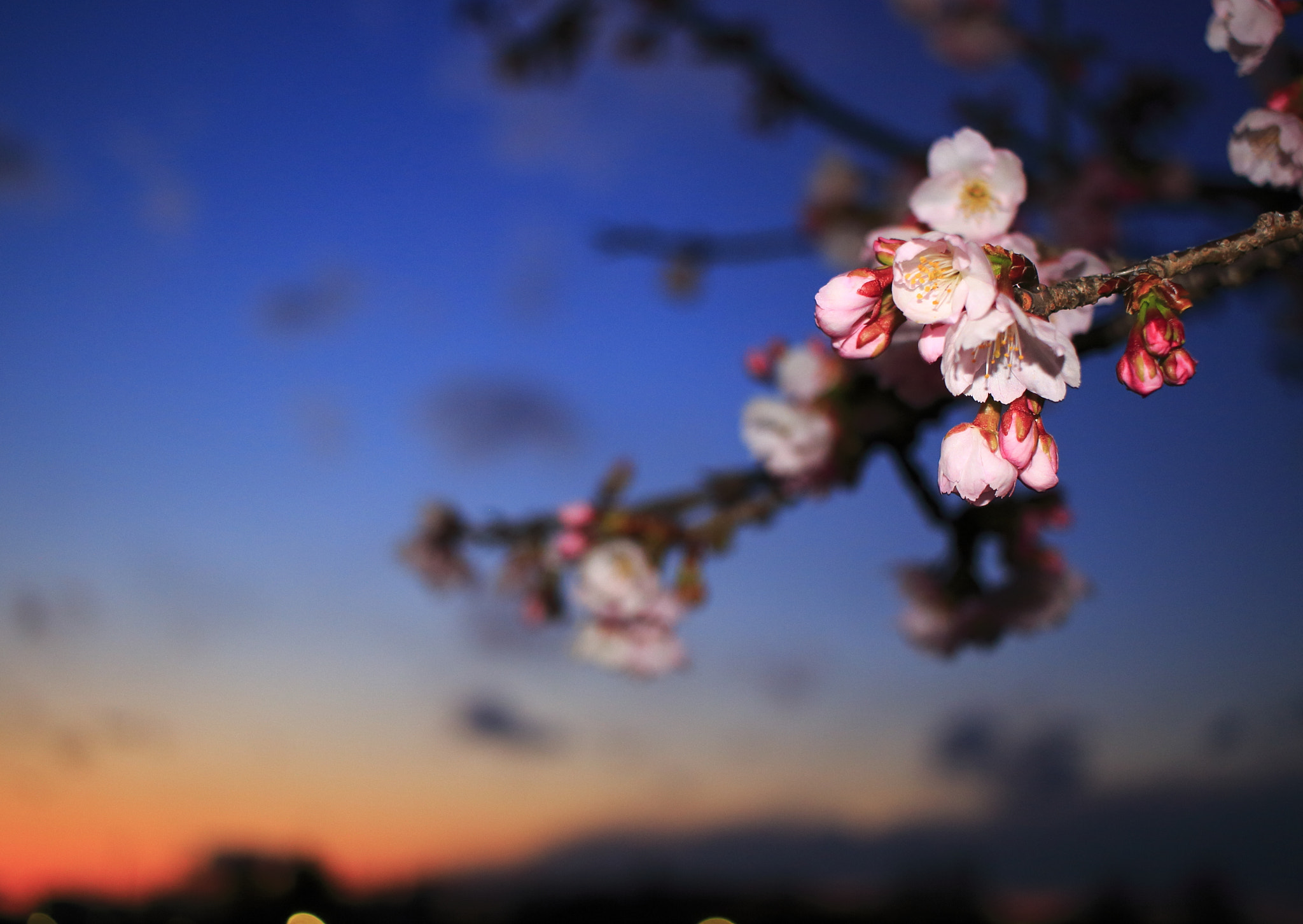 Canon EOS 100D (EOS Rebel SL1 / EOS Kiss X7) sample photo. Cherry blossoms in twilight photography