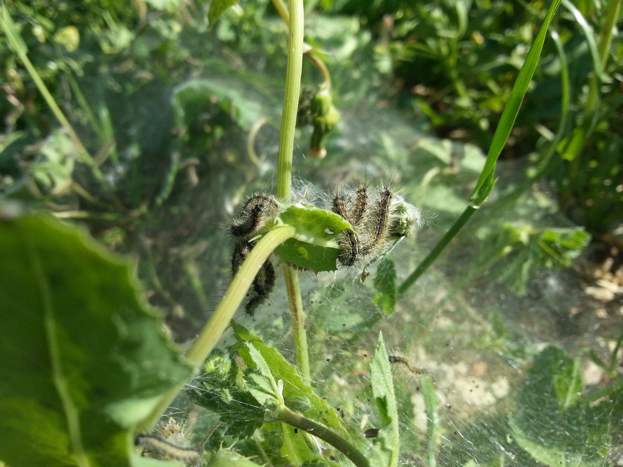 Samsung GT-I8750 sample photo. Bombyx mori eating whats left photography