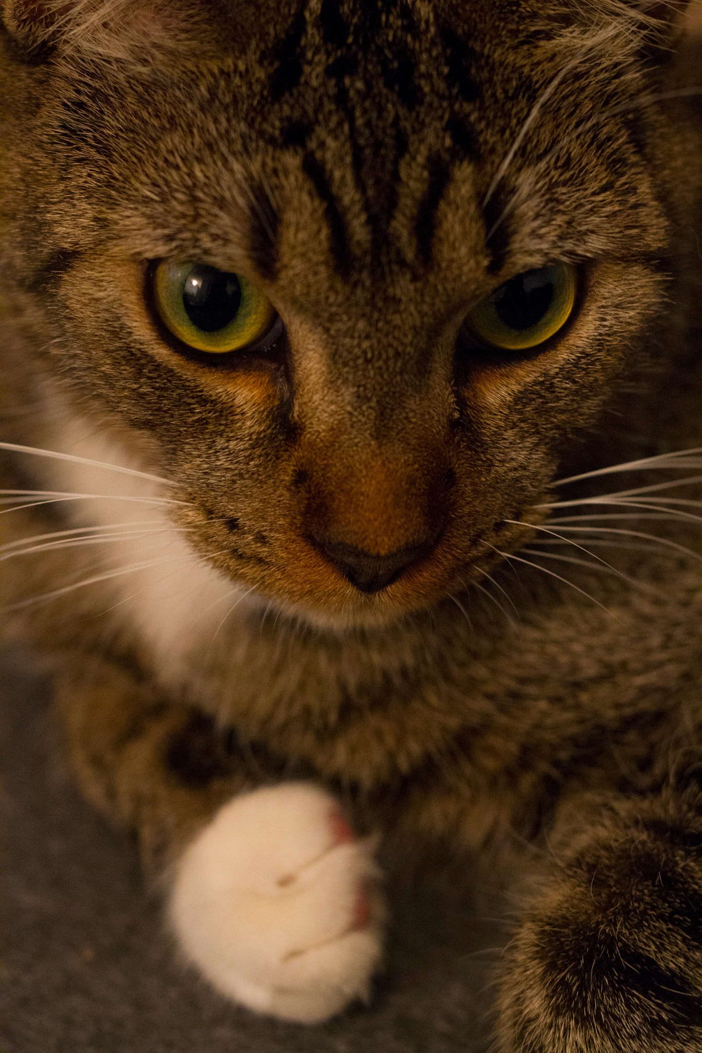 Sigma 50mm F1.4 EX DG HSM sample photo. Mani photography