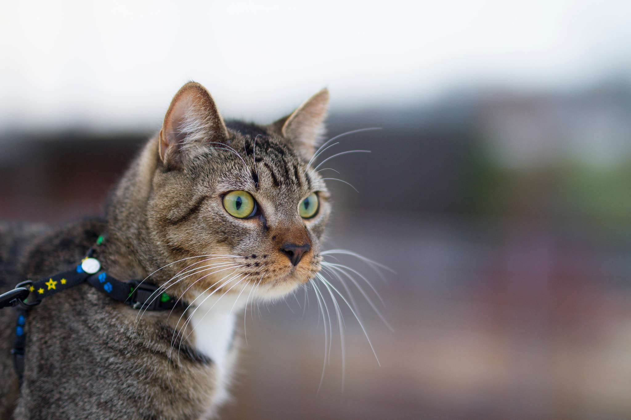 Sigma 50mm F1.4 EX DG HSM sample photo. Mani photography