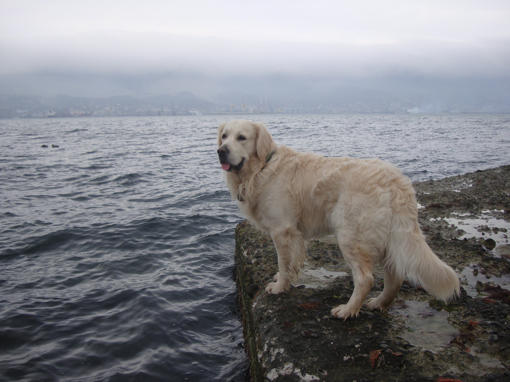 Sony Cyber-shot DSC-W300 sample photo. Dog golden retriever standing on sea dock photography