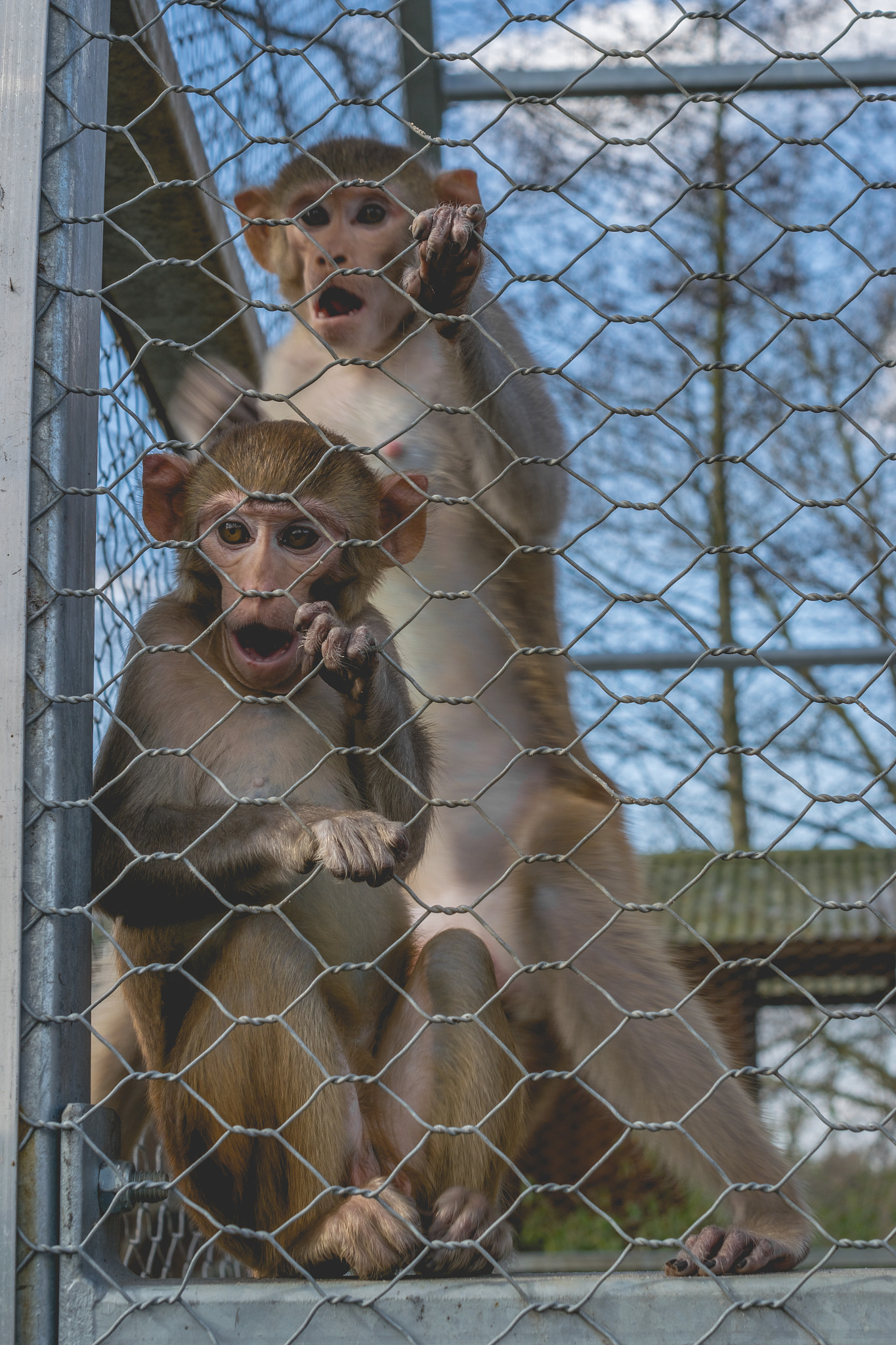 Nikon AF-S DX Micro Nikkor 40mm F2.8 sample photo. Apes / monkeys photography