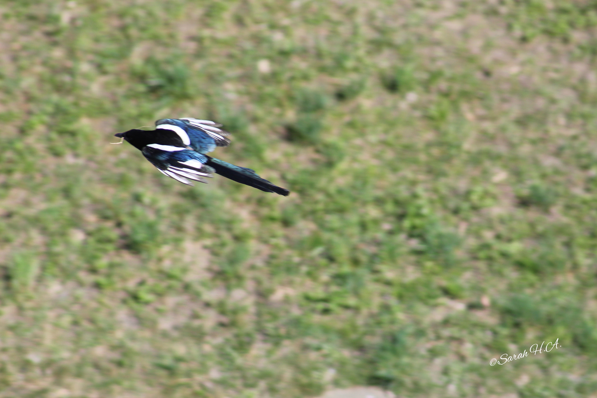 Canon EOS 1200D (EOS Rebel T5 / EOS Kiss X70 / EOS Hi) + EF75-300mm f/4-5.6 sample photo. Magpie flies to the nest photography