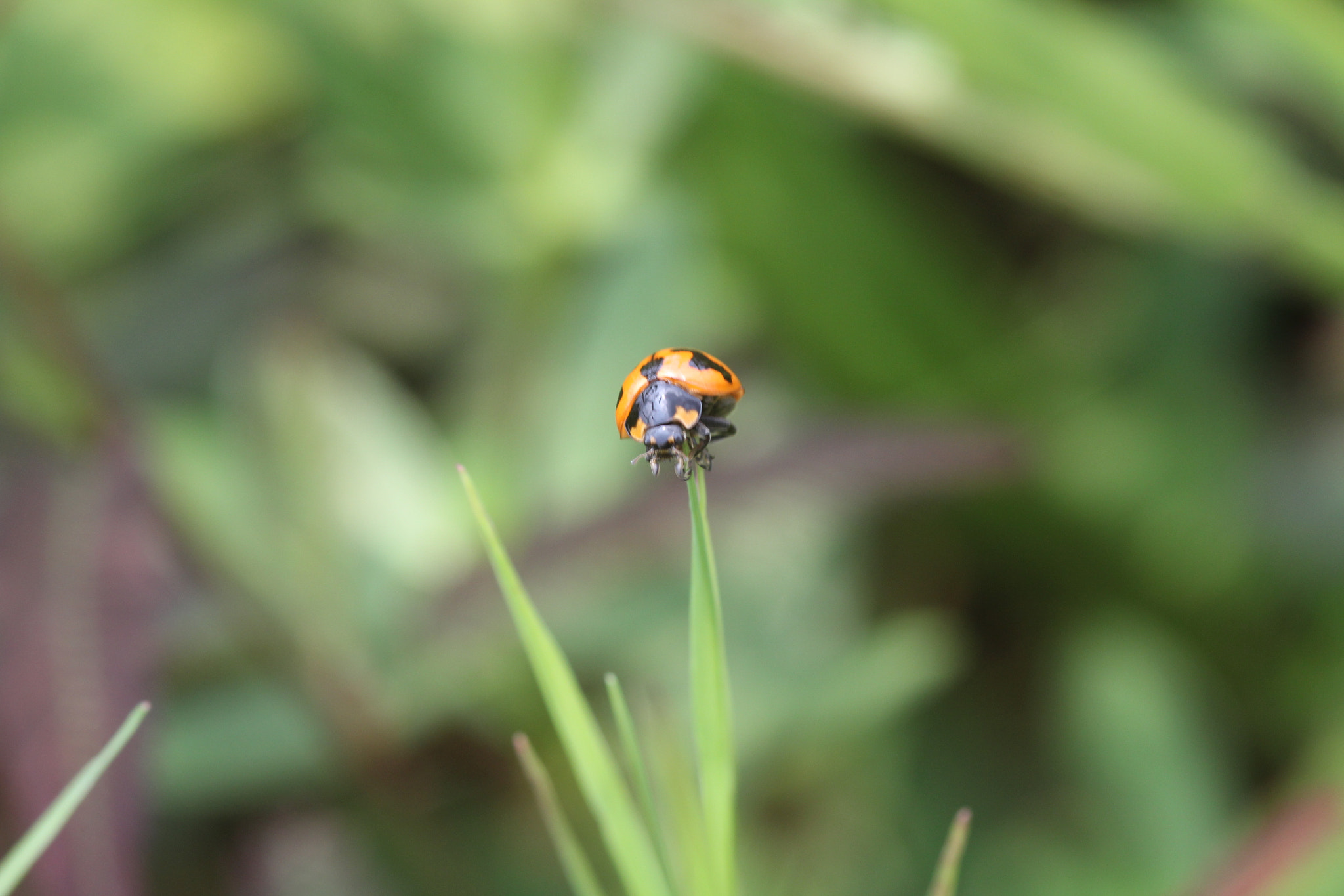 Canon EOS 60D + Sigma 105mm F2.8 EX DG Macro sample photo. Cool place! photography