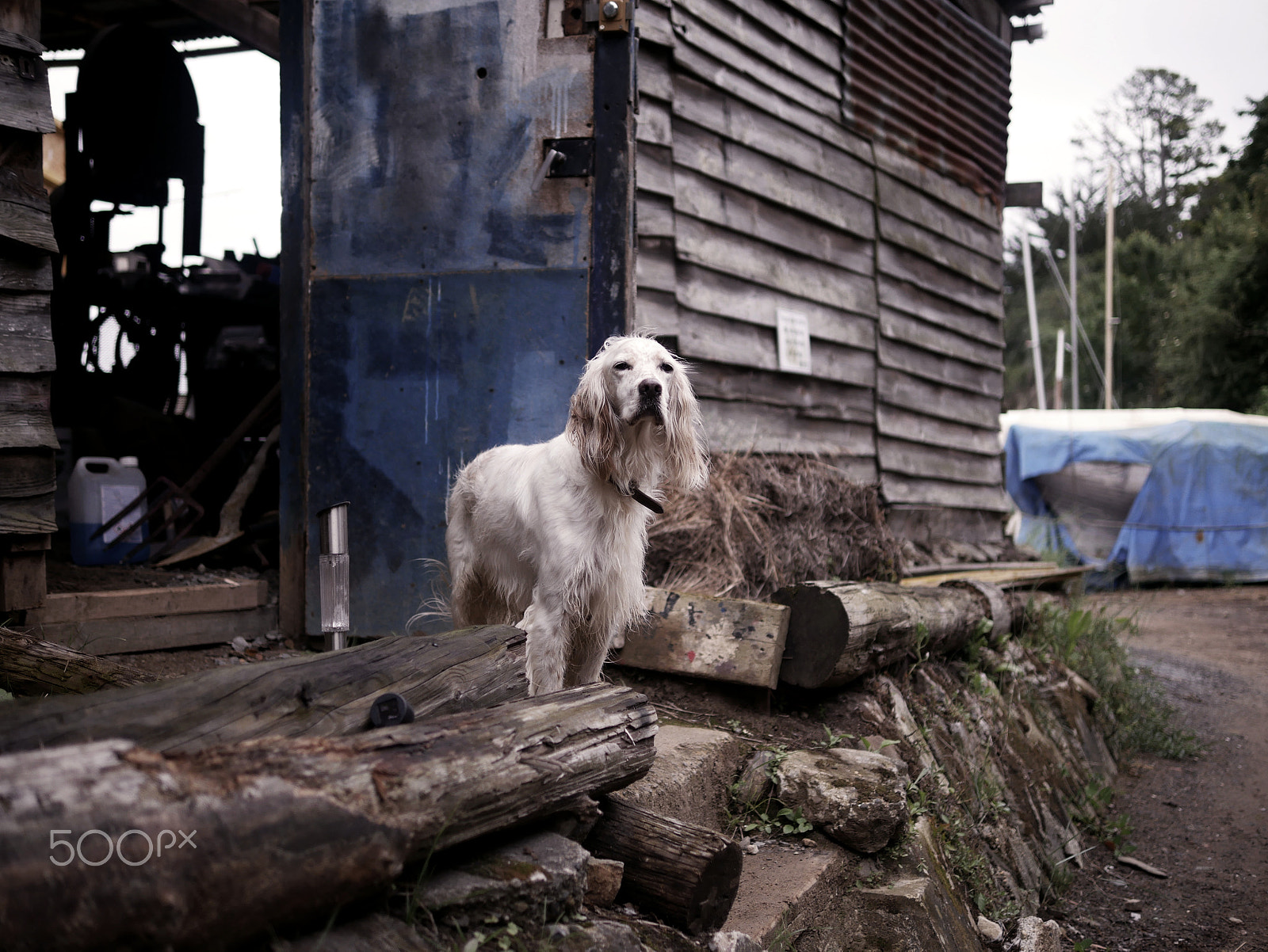 Panasonic Lumix DMC-G7 + Panasonic Leica DG Summilux 25mm F1.4 II ASPH sample photo. Dog's look photography