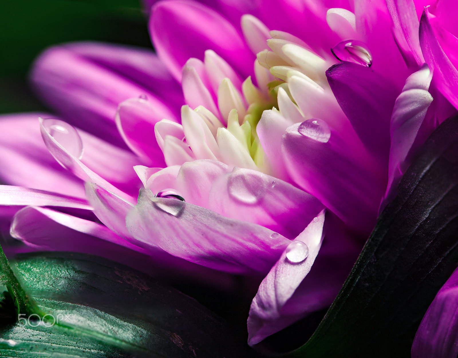 Canon EF 100mm F2.8 Macro USM sample photo. Gerbera flower photography