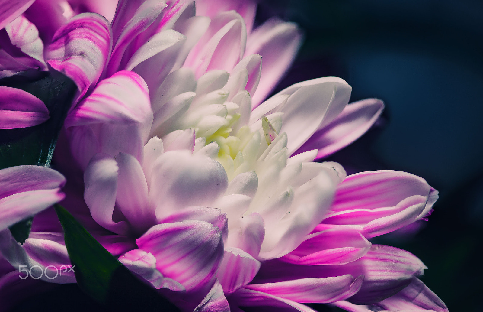 Canon EF 100mm F2.8 Macro USM sample photo. Gerbera flower macro photography