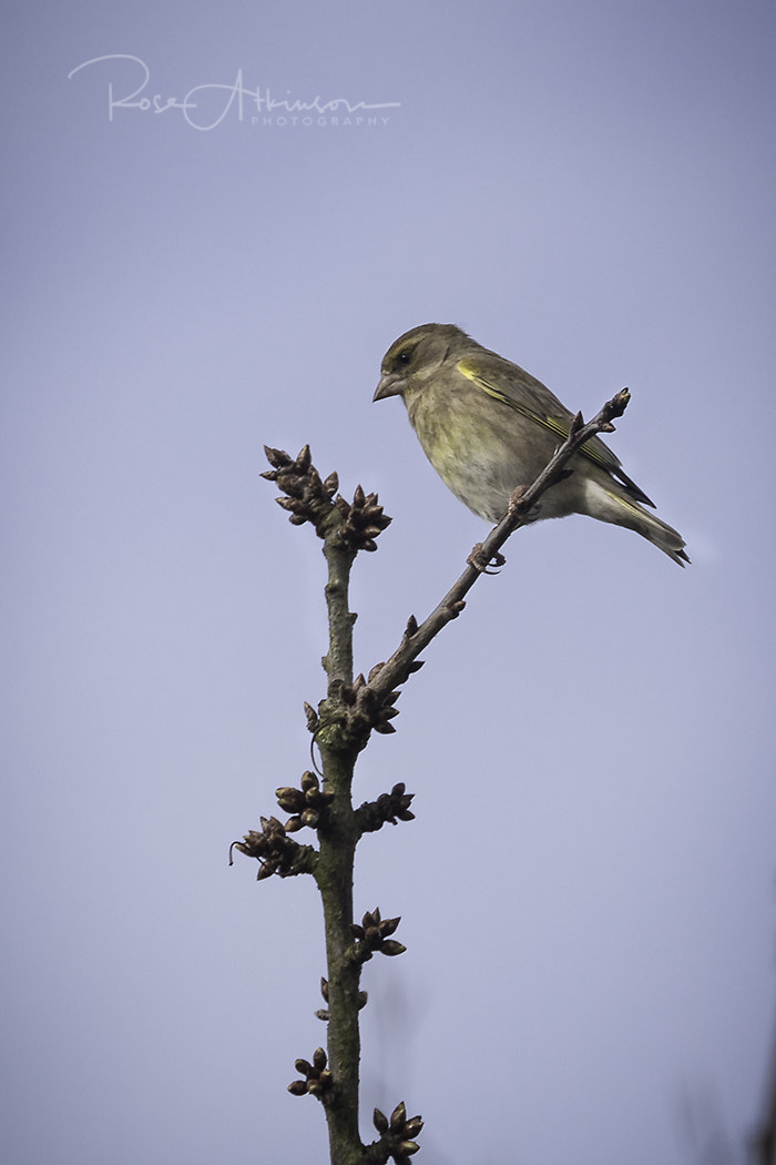 Canon EOS 5D Mark IV + Canon EF 100-400mm F4.5-5.6L IS II USM sample photo. Greenfinch photography