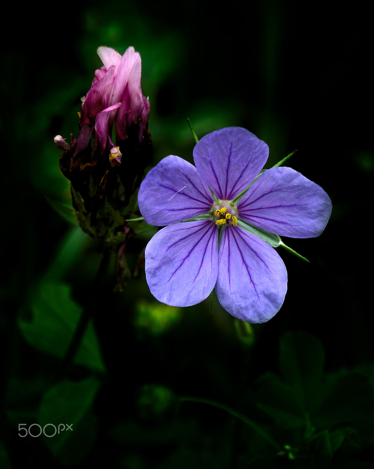 Sony E 18-55mm F3.5-5.6 OSS sample photo. Beauty and the beast... photography