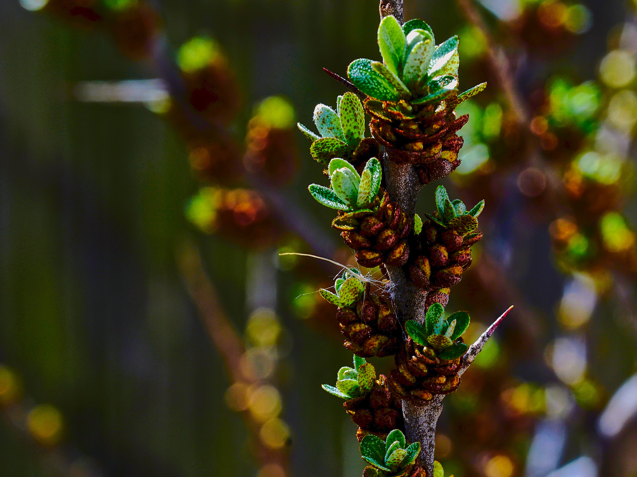 Sony ILCA-77M2 sample photo. Sea buckthorn photography