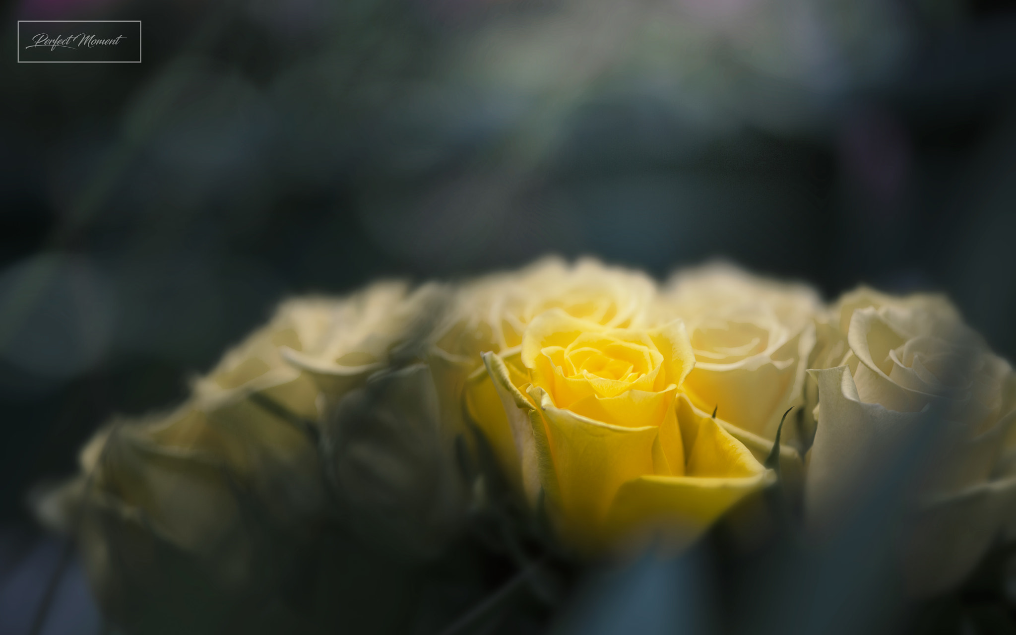 Nikon AF-S Micro-Nikkor 105mm F2.8G IF-ED VR sample photo. Skt photography