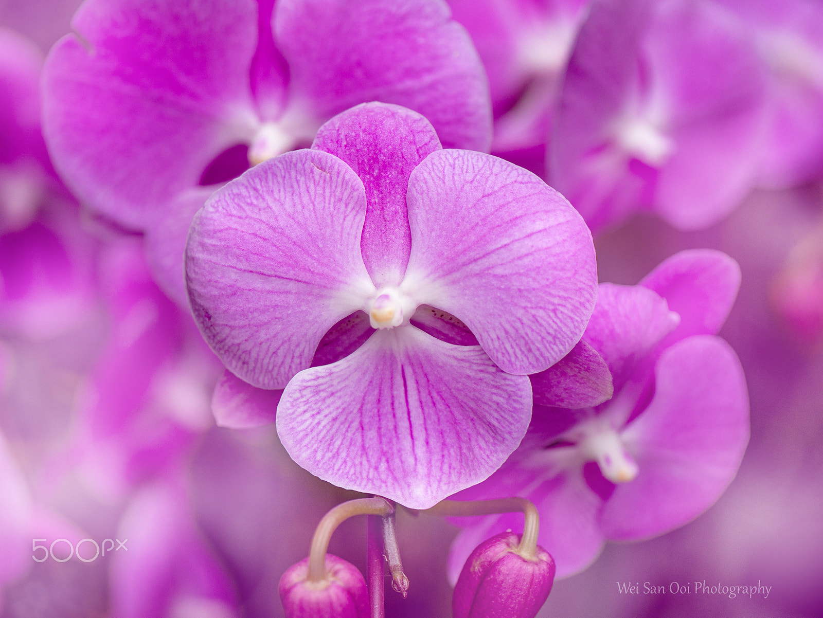 Panasonic Lumix DMC-GX7 sample photo. Orchid 25 photography