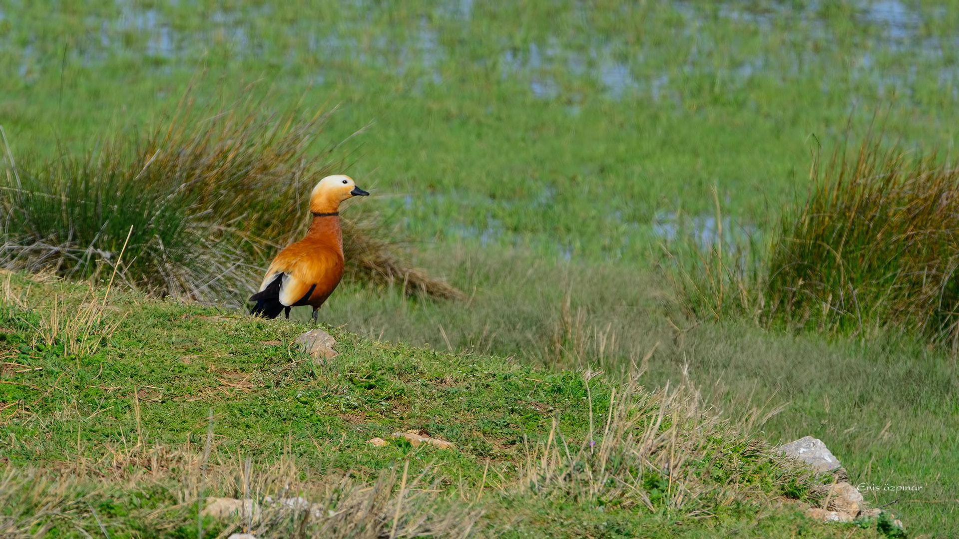 Nikon D7100 + Nikon AF-S Nikkor 500mm F4G ED VR sample photo. Dsc photography