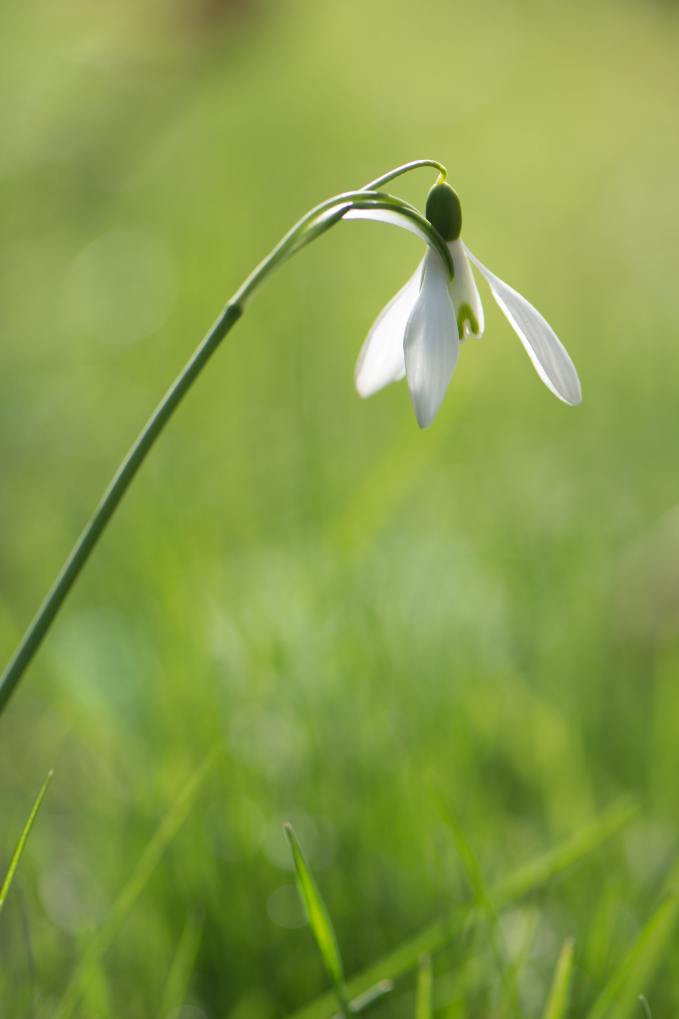 Nikon AF-S Micro-Nikkor 105mm F2.8G IF-ED VR sample photo. Snowdrop photography