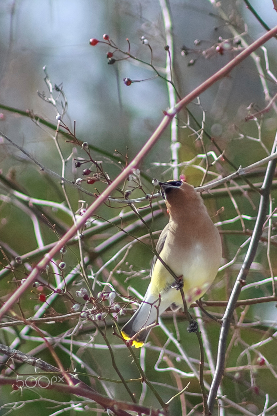 Canon EOS 60D + EF75-300mm f/4-5.6 sample photo. Cedar waxwing photography