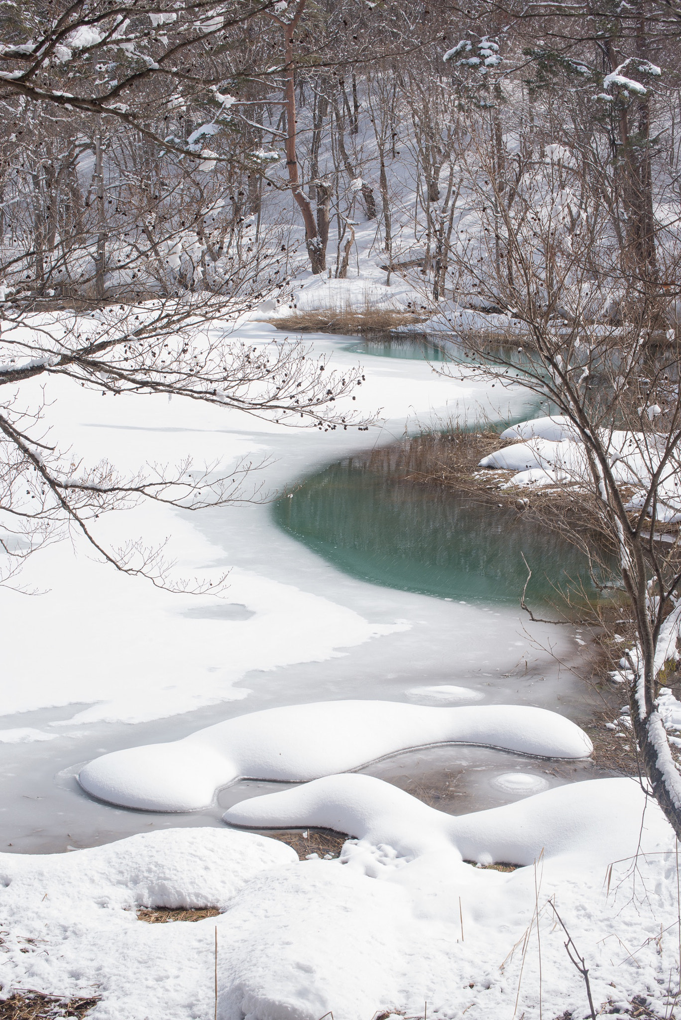 Nikon D800 sample photo. Snowy forest photography