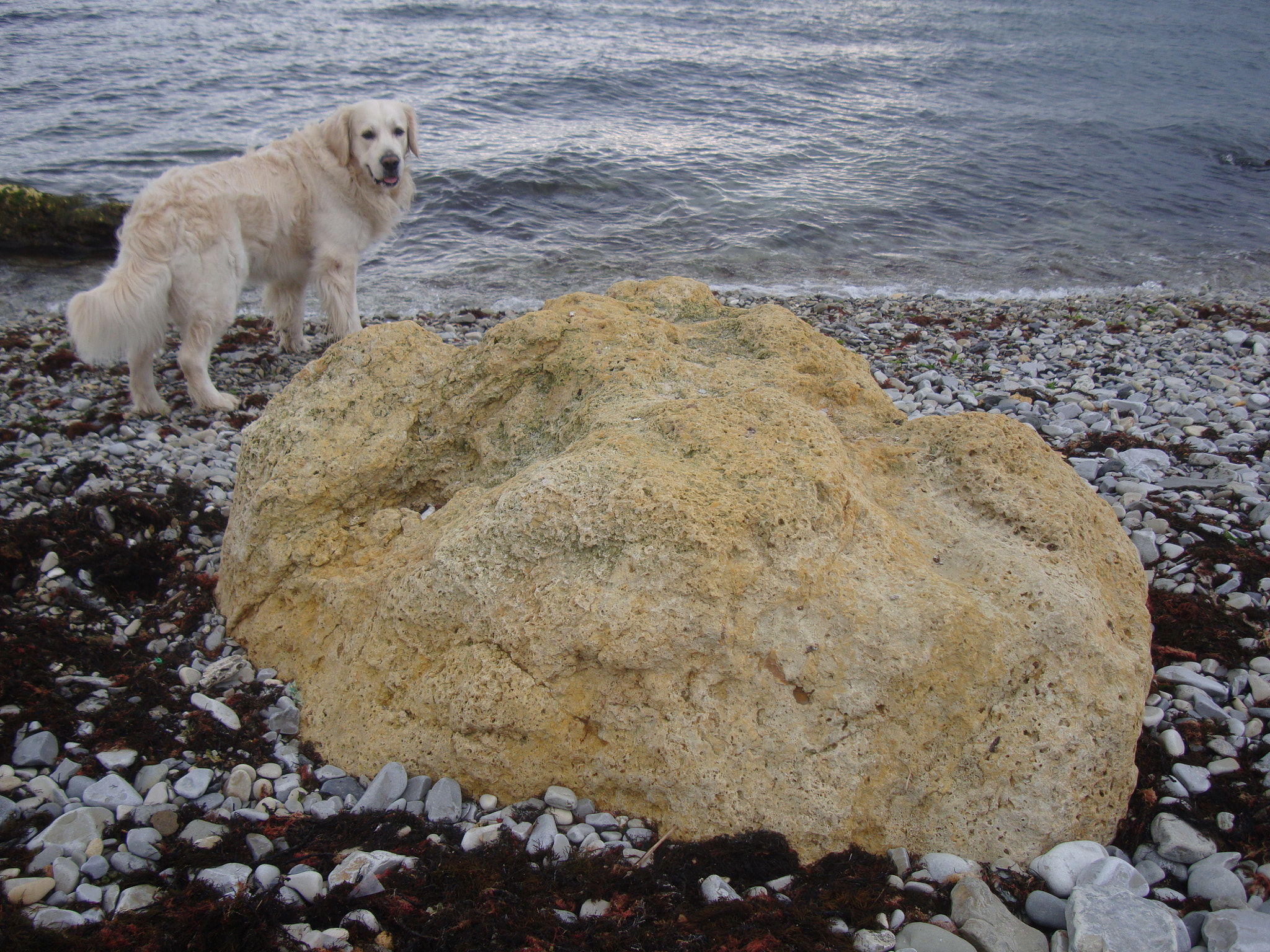 Sony Cyber-shot DSC-W300 sample photo. Dog golden retriever near a big stone photography