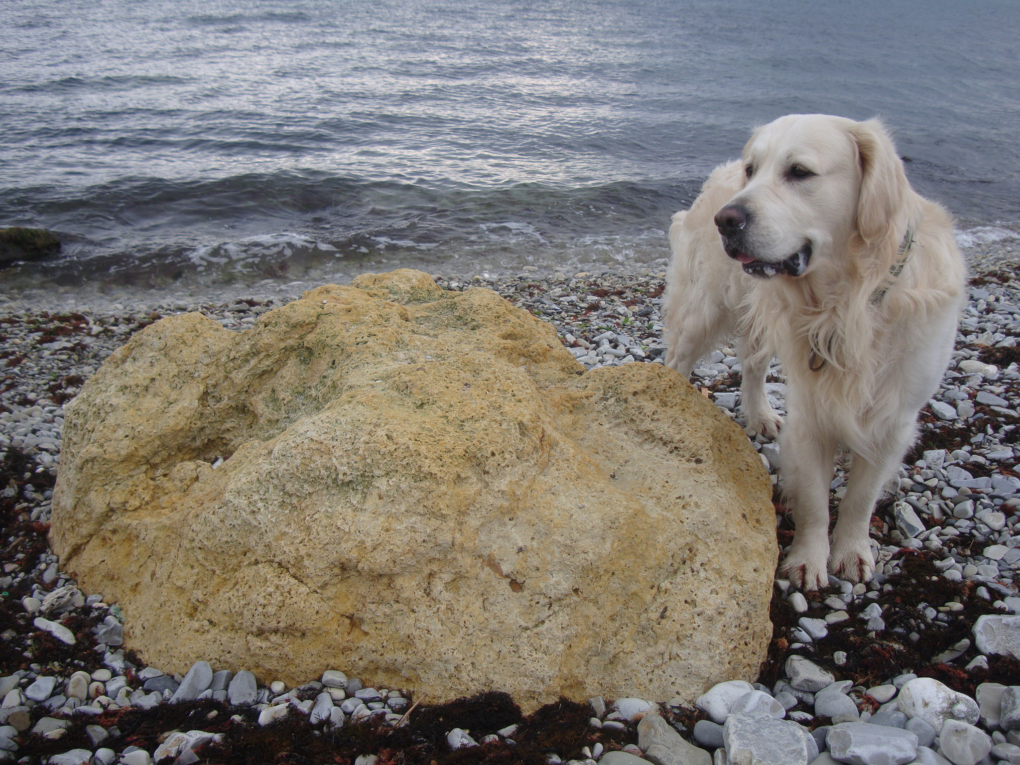 Sony Cyber-shot DSC-W300 sample photo. Dog golden retriever near a big stone on sea side photography