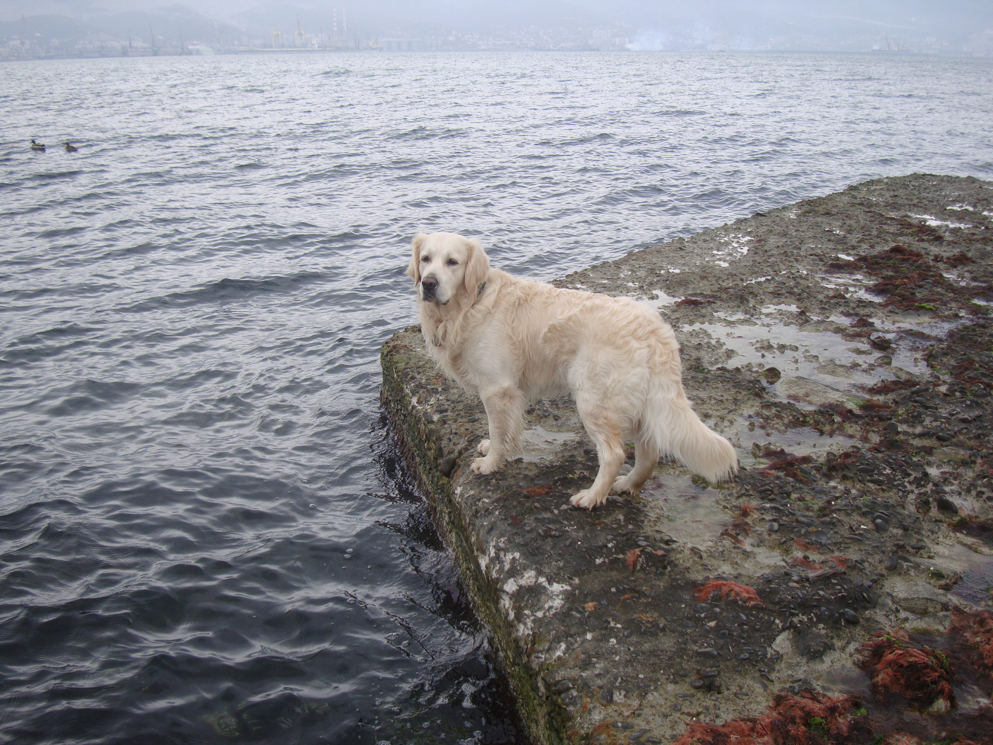 Sony Cyber-shot DSC-W300 sample photo. Dog golden retriever on sea dock photography