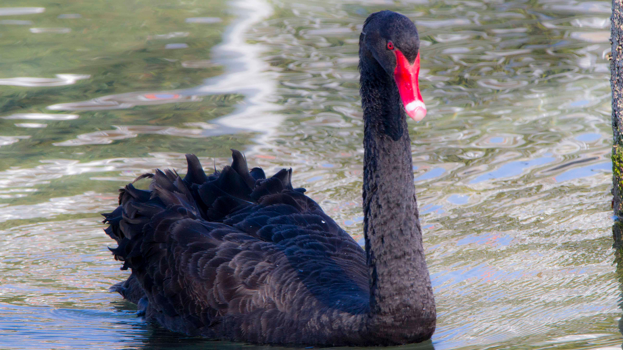 150-600mm F5-6.3 DG OS HSM | Contemporary 015 sample photo. Le cygne noir ! photography