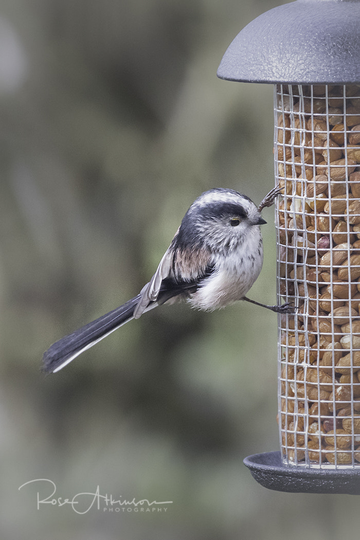 Canon EOS 5D Mark IV + Canon EF 100-400mm F4.5-5.6L IS II USM sample photo. Long tailed tit photography