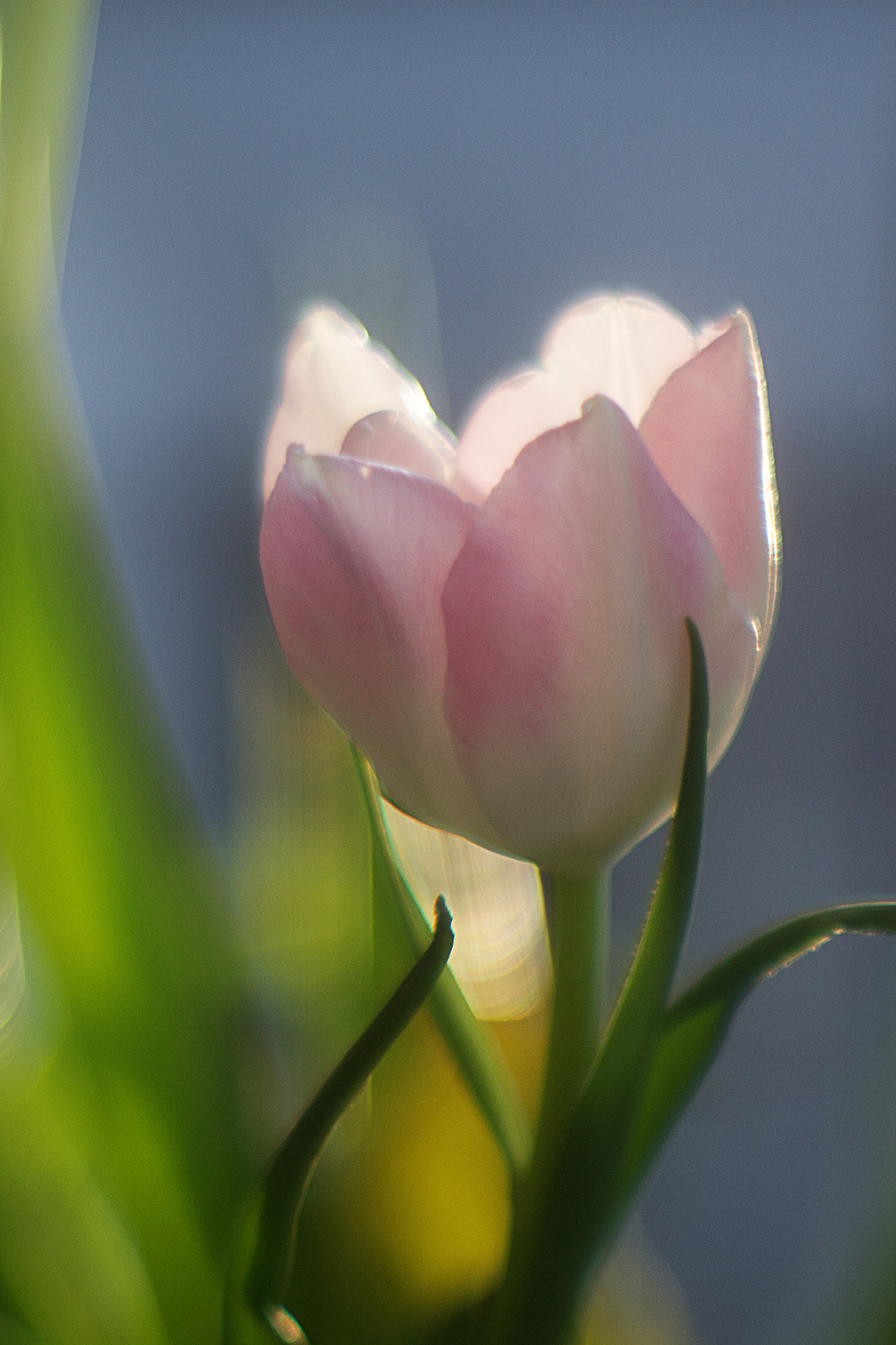 Canon EOS 60D + Canon EF 35-80mm f/4-5.6 sample photo. Pink tulip photography